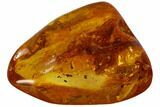 Two Fossil Spiders (Aranea) In Baltic Amber #105466-4